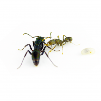 Rhytidoponera metallica